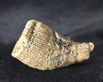 Aulosmilia archiaci (FROMENTEL 1862) - Bild © FossNet FossilienStore